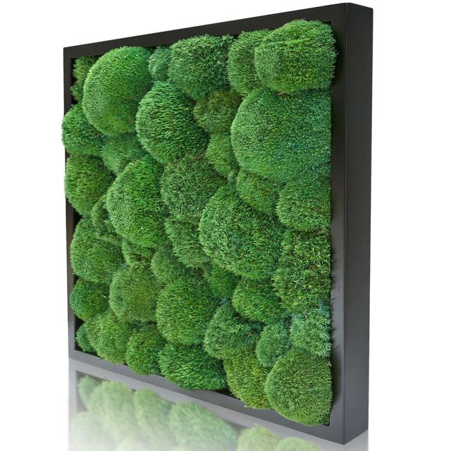 Moosbild Rund Naturewalls Size: 55cm H x 55cm W x 8cm D, Finish: Black on Productcaster.