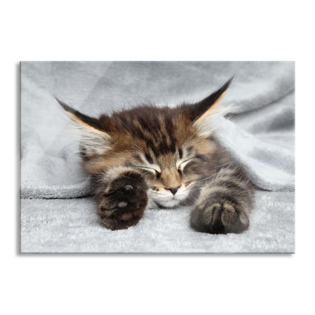 Small Sweet Kitten - Unframed Photograph on Glass Brayden Studio Size: 70cm H x 100cm W x 0.4cm D on Productcaster.