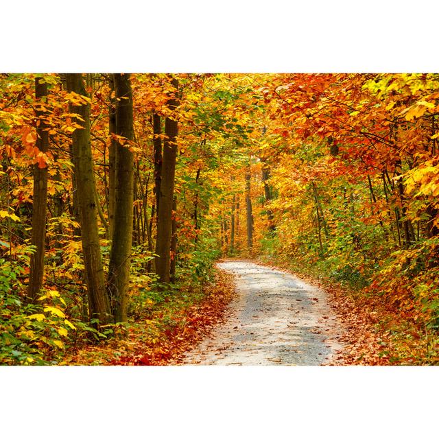 Autumn Forest - Wrapped Canvas Photograph Alpen Home Size: 61cm H x 91cm W x 3.8cm D on Productcaster.