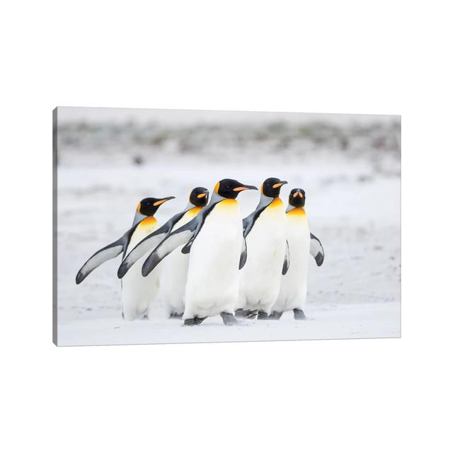 King Penguin On Falkland Islands. House of Hampton Size: 30.48cm H x 45.72cm W x 1.91cm D on Productcaster.