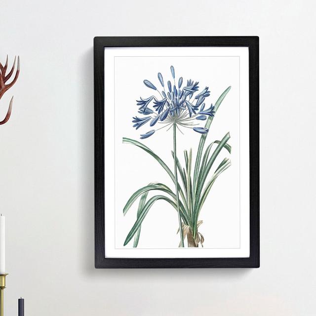 African Lily Flowers by Pierre-Joseph Redoute - Single Picture Frame Painting East Urban Home Frame Option: Black Framed, Size: 33cm H x 24cm W x 2cm on Productcaster.