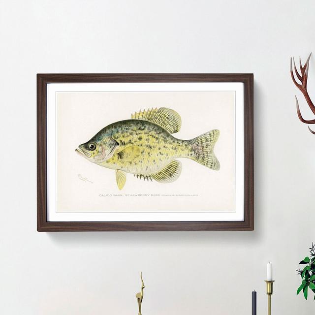 Calico Bass by Sherman F. Denton - Picture Frame Graphic Art Print East Urban Home Frame Option: Walnut Framed, Size: 62cm H x 87cm W x 2cm D on Productcaster.