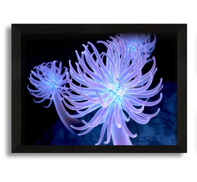 Jellyfish Looks Framed Print House of Hampton Size: 30cm H x 42cm W, Format: Black Framed Canvas on Productcaster.