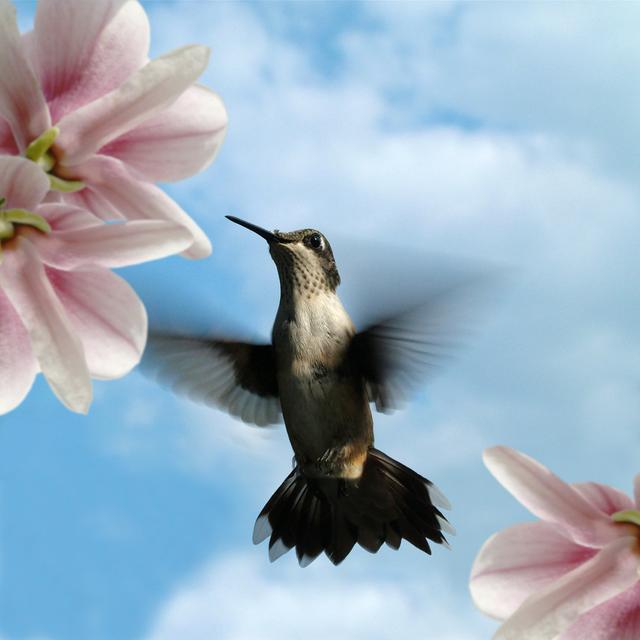 Hummingbird In Flight With Fowers by 4allthingsweb - Print 17 Stories Size: 122cm H x 122cm W on Productcaster.