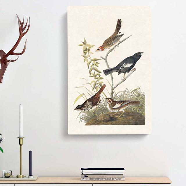 Finches & Sparrows by John James Audubon - Wrapped Canvas Painting Print East Urban Home Size: 50cm H x 35cm W x 3cm D on Productcaster.