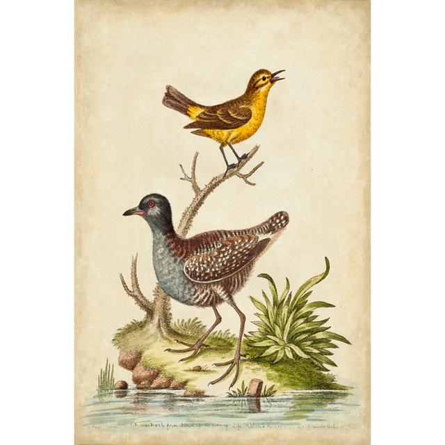 Antique Bird Menagerie II by George Edwards - Wrapped Canvas Graphic Art Rosalind Wheeler Size: 122cm H x 81cm W x 3.8cm D on Productcaster.