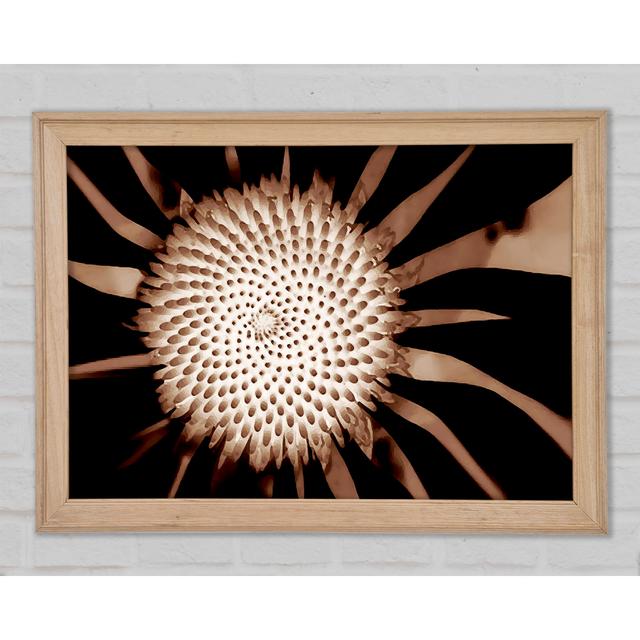 Chocolate Daisy Centre - Single Picture Frame Art Prints Bright Star Size: 29.7cm H x 42cm W on Productcaster.