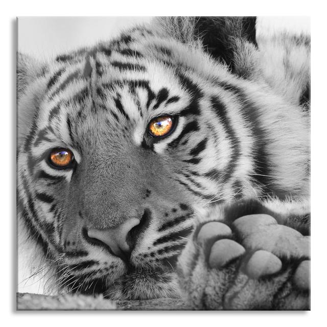 Relaxed Tiger - Unframed Graphic Art on Glass Brayden Studio Size: 70cm H x 70cm W x 0.4cm D on Productcaster.