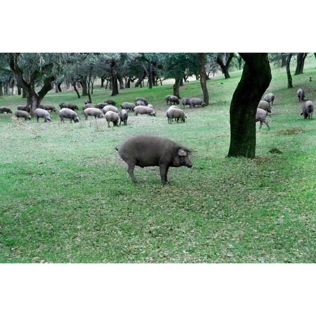 Herd of Iberian Pigs by Carlosdelacalle - Wrapped Canvas Photograph Brambly Cottage Size: 61cm H x 91cm W on Productcaster.