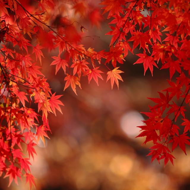 Beautiful Maple by Ryanking999 - Wrapped Canvas Photograph Latitude Run Size: 51cm H x 76cm W on Productcaster.