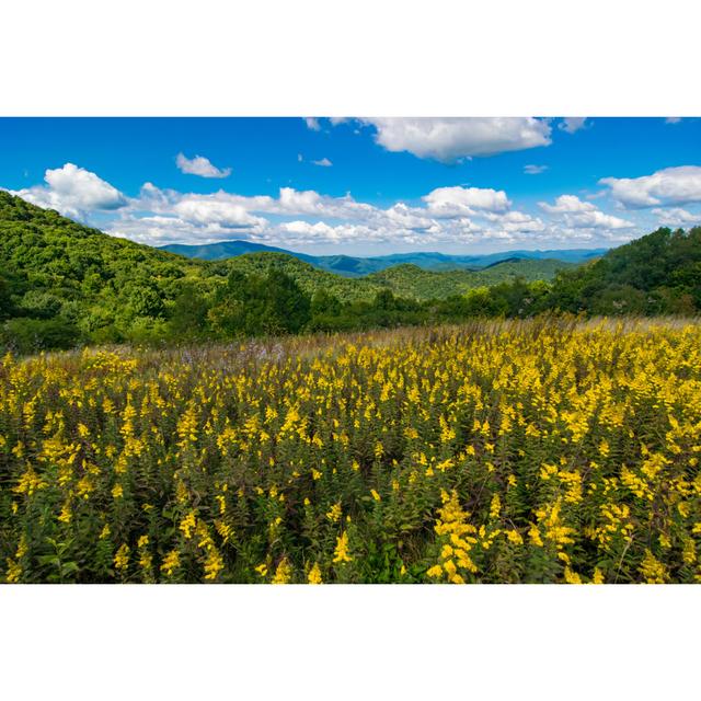 Yellow Flowers In Appalachian Mountains by Michael Warren - No Frame Art Prints on Canvas Alpen Home Size: 61cm H x 91cm W on Productcaster.