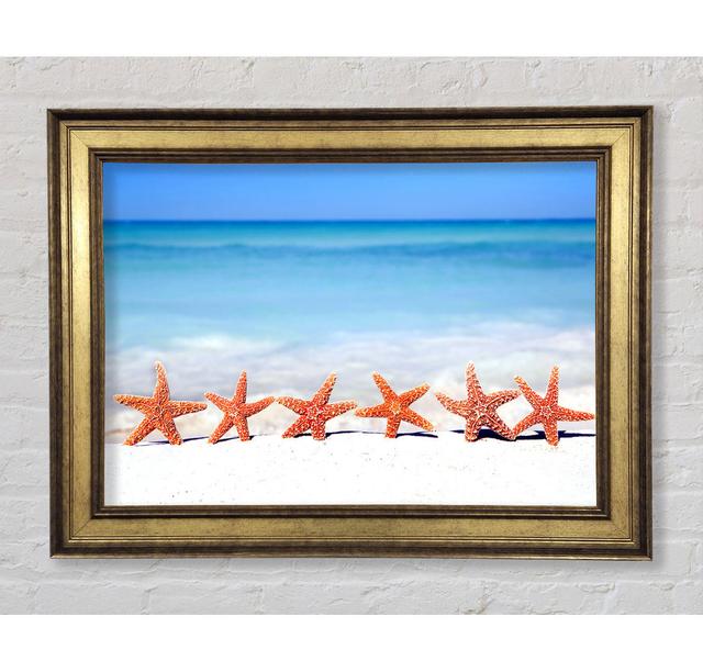 Star Fish Line-Up Framed Print Highland Dunes Size: 29.7cm H x 42cm W x 8cm D on Productcaster.