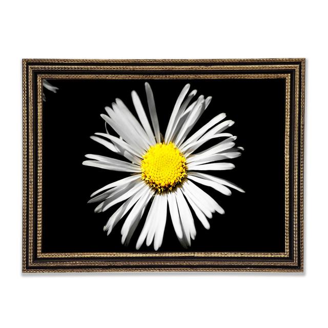 White Daisy Sunlight Framed Print Ebern Designs Size: 29.7cm H x 42cm W x 3cm D, Format: Black/Gold Framed Paper on Productcaster.