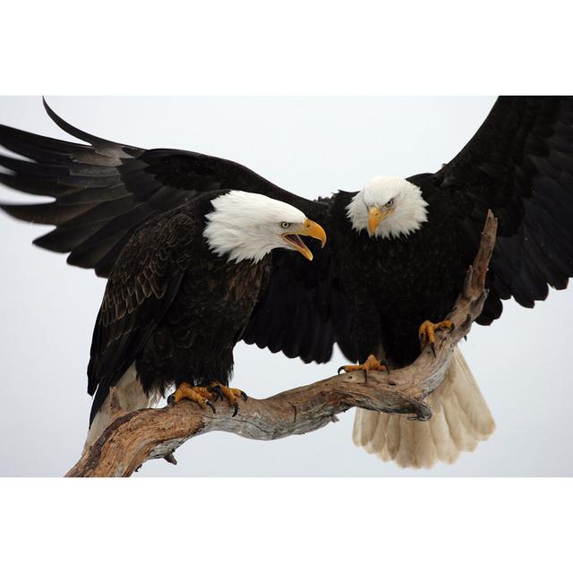 Two Bald Eagles by Leonardophoto - Wrapped Canvas Print 17 Stories Size: 30cm H x 46cm W x 3.8cm D on Productcaster.