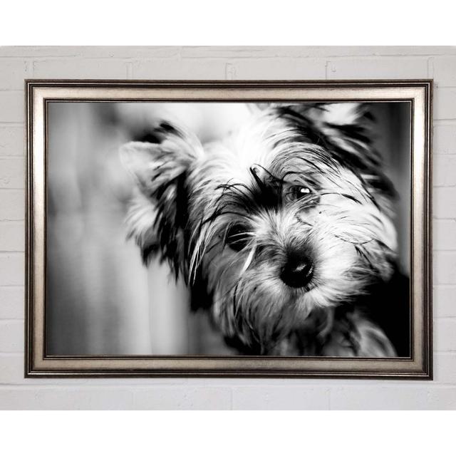 Cute Yorkshire Terrier - Print Brayden Studio Size: 29.7cm H x 42cm W x 1.5cm D, Format: Matte Black Framed Paper on Productcaster.