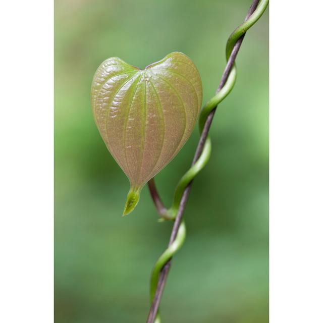 Heart Shaped Leaf by Enviromantic - Wrapped Canvas Art Prints 17 Stories Size: 76cm H x 51cm W x 3.8cm D on Productcaster.