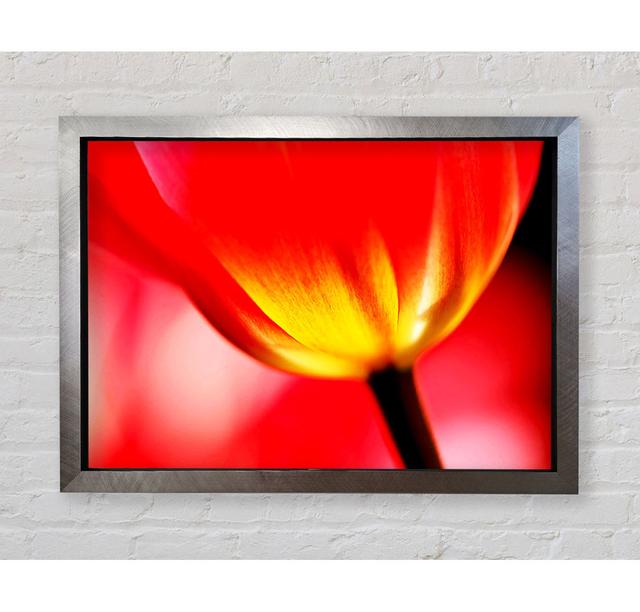 The Energy Of A Tulip - Single Picture Frame Print Brayden Studio Size: 84.1cm H x 118.9cm W x 3.4cm D, Format: Black Framed Paper on Productcaster.