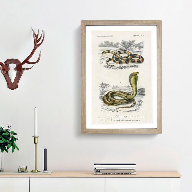 Coral Snake & Cobra Illustrations by Charles D' Orbigny - Picture Frame Painting Print East Urban Home Frame Option: Oak Framed, Size: 48cm H x 36cm W on Productcaster.