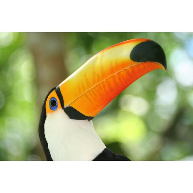 Head of a toucan House of Hampton Size: 51cm H x 76cm W x 3.8cm D on Productcaster.