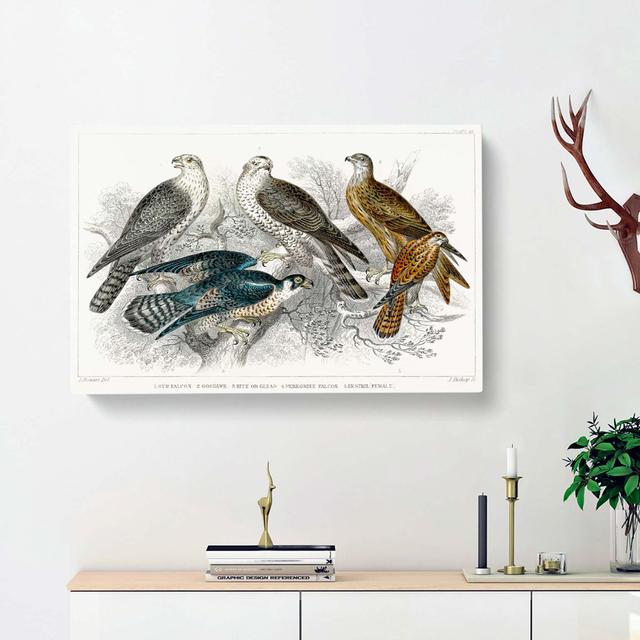 Goshawk, Kite, Falcon & Kestrel by Oliver Goldsmith - Wrapped Canvas Painting East Urban Home Size: 40cm H x 60cm W x 3cm D on Productcaster.