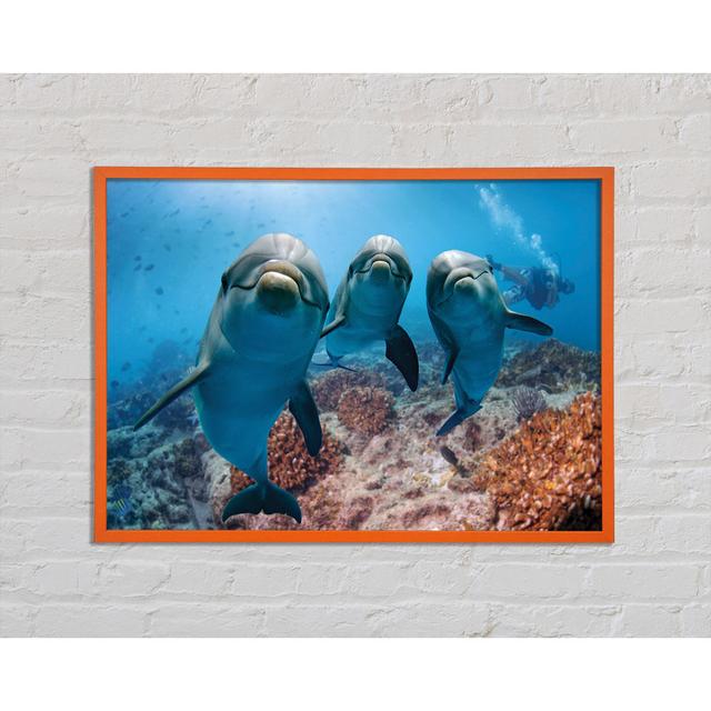 Bavory Inquisitive Dolphin Trio - Single Picture Frame Art Prints Highland Dunes Size: 29.7cm H x 42cm W x 2cm D on Productcaster.