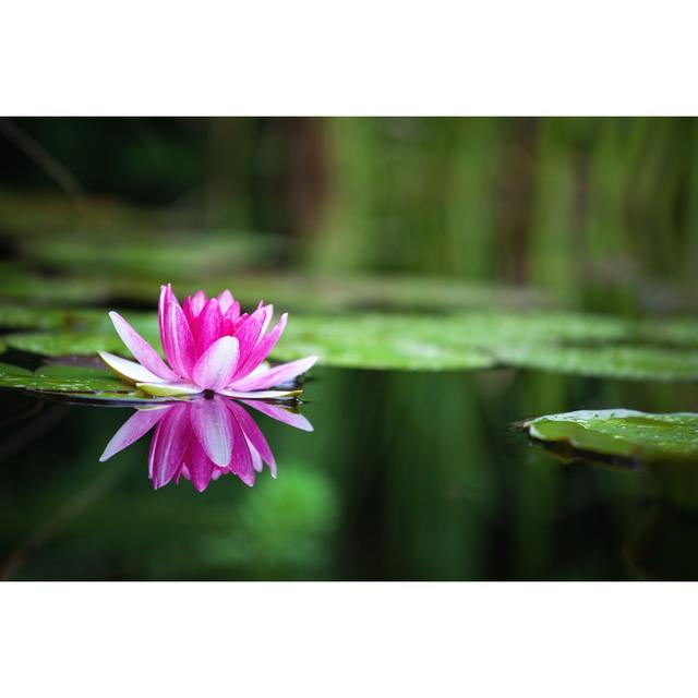 Pink Waterlily - Wrapped Canvas Photograph Latitude Run Size: 51cm H x 76cm W x 3.8cm D on Productcaster.