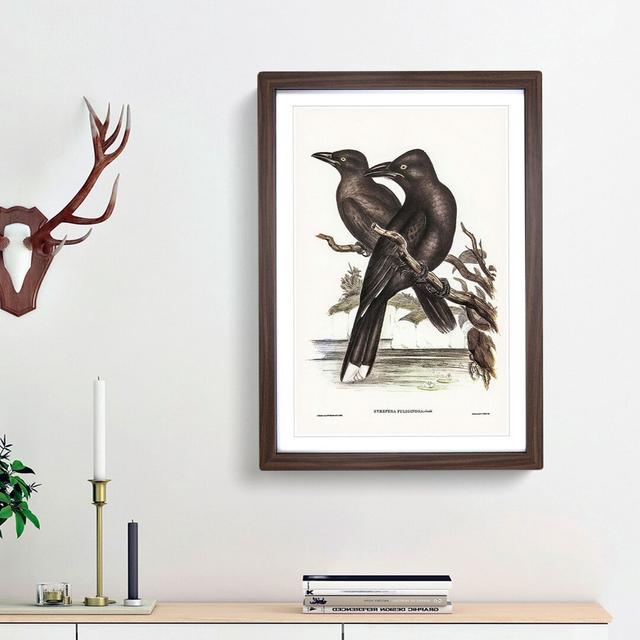 Sooty Crow-Shrikes by Elizabeth Gould - Picture Frame Painting Print East Urban Home Frame Option: Walnut Framed, Size: 48cm H x 36cm W x 2cm D on Productcaster.