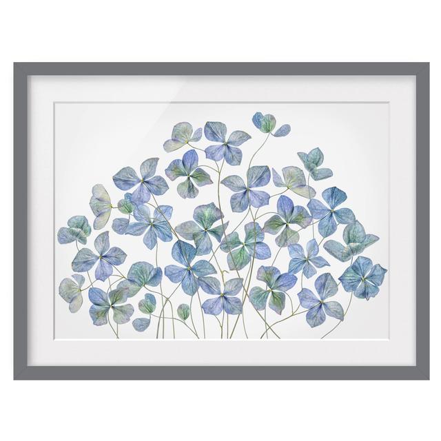 Blue Hydrangea Flowers - Picture Frame Painting Rosalind Wheeler Size: 40cm H x 55cm W x 2cm D, Frame Option: Grey Framed on Productcaster.