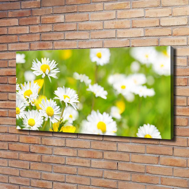 Daisies - Wrapped Canvas Art Prints Brayden Studio on Productcaster.