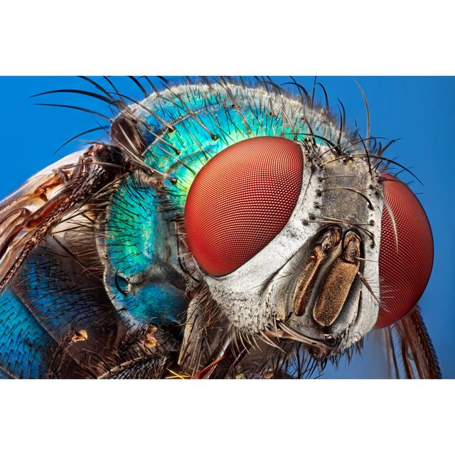 Fly Under Microscope - Wrapped Canvas Print 17 Stories Size: 81cm H x 122cm W x 3.8cm D on Productcaster.