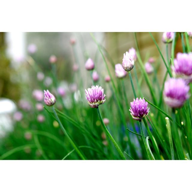 Chives Flowers by AtomStudios - Wrapped Canvas Print 17 Stories Size: 61cm H x 91cm W on Productcaster.