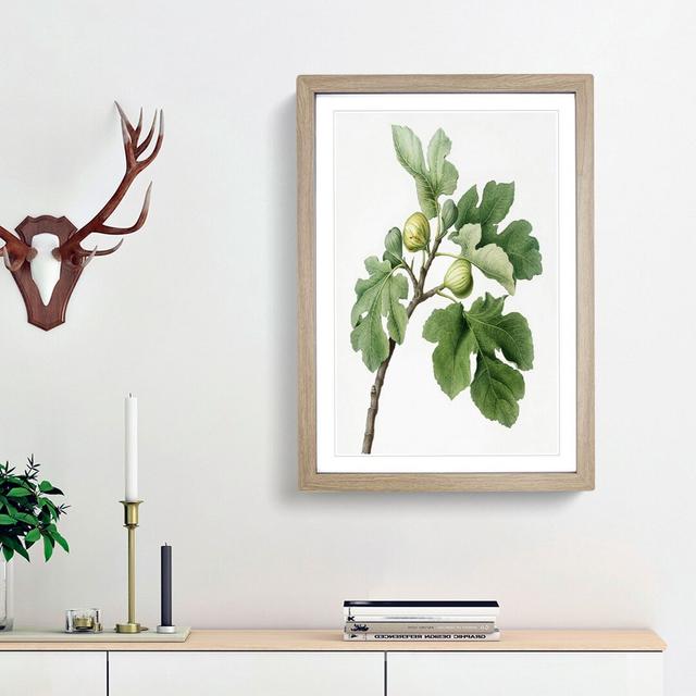 The Common Fig Tree by Giorgio Gallesio - Picture Frame Art Print East Urban Home Size: 48cm H x 36cm W x 2cm D, Frame Option: Oak Framed on Productcaster.