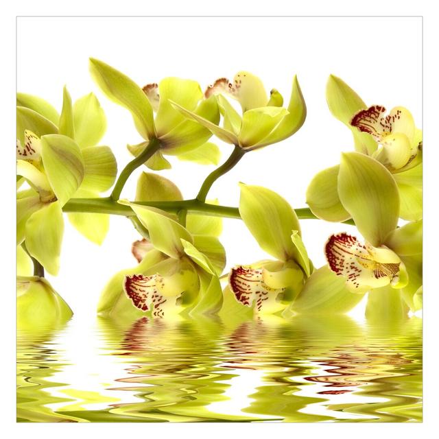 Matt Fototapete Splendid Orchid Waters 1,92 m x 192 cm East Urban Home Größe: 2,4 m x 2,4 m on Productcaster.