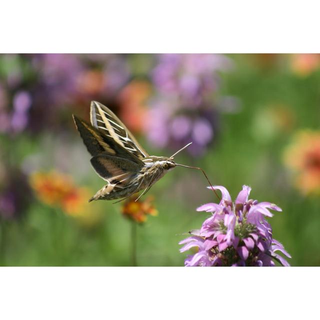 Leeni Hawk Moths by BobME - Wrapped Canvas Photograph Latitude Run Size: 61cm H x 91cm W x 3.8cm D on Productcaster.