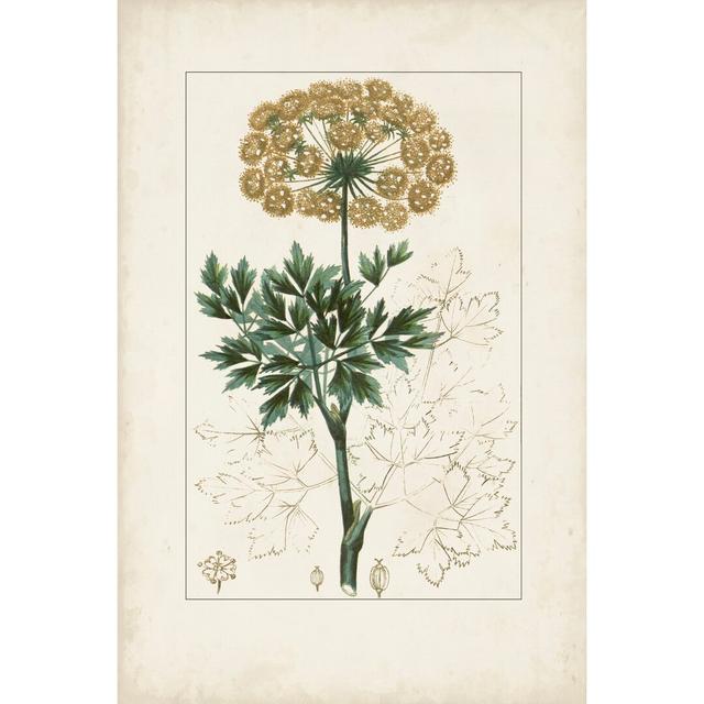 Antique Turpin Botanical VI by Turpin - Art Prints Rosalind Wheeler Size: 30cm H x 20cm W on Productcaster.