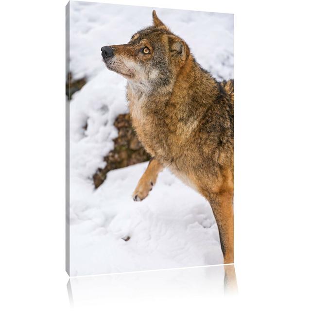 Leinwandbild Schöner Wolf im Schnee East Urban Home Größe: 80 cm H x 60 cm B on Productcaster.