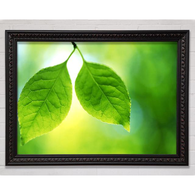 Duo Tree Leaves Framed Print Bright Star Size: 29.7cm H x 42cm W on Productcaster.