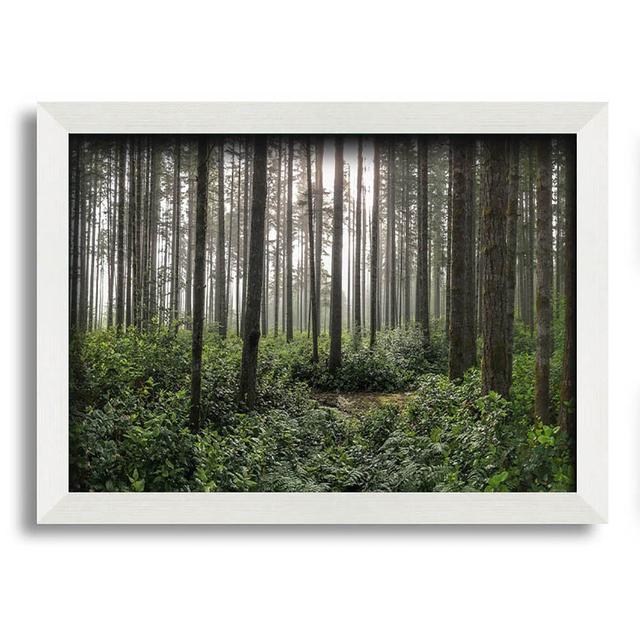 Maumelle Tall Trees in the Old Woodland - Single Picture Frame Art Prints Alpen Home Size: 59.7cm H x 84.1cm W x 10cm D on Productcaster.