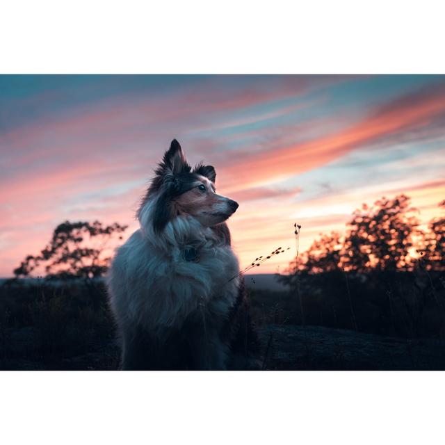 Sheepdog Sunset by Carminooch13 - Wrapped Canvas Print 17 Stories Size: 20cm H x 30cm W on Productcaster.