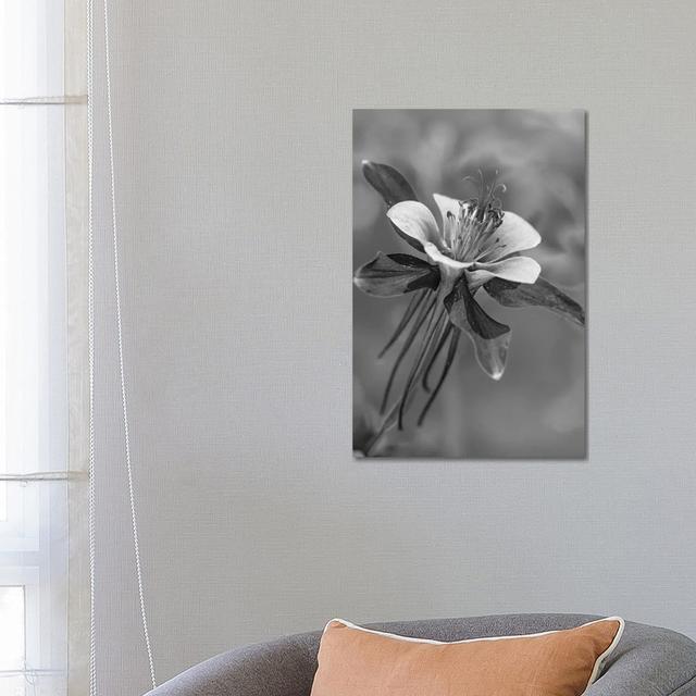 Colorado Blue Columbine Flower Close Up, North America by Tim Fitzharris - Wrapped Canvas Print Latitude Run Size: 66.04cm H x 45.72cm W x 3.81cm D on Productcaster.