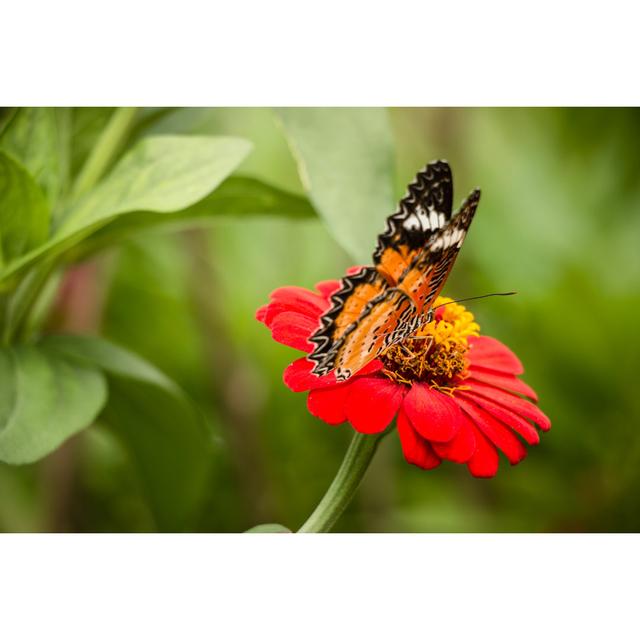 Monteverde Monarch Butterfly by Yukikae4b - Wrapped Canvas Photograph Latitude Run Size: 51cm H x 76cm W x 3.8cm D on Productcaster.