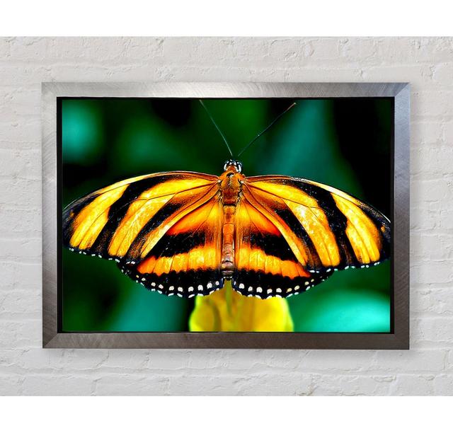 Orange And Black Butterfly - Print Bright Star Size: 100cm H x 141.4cm W x 3.4cm D on Productcaster.