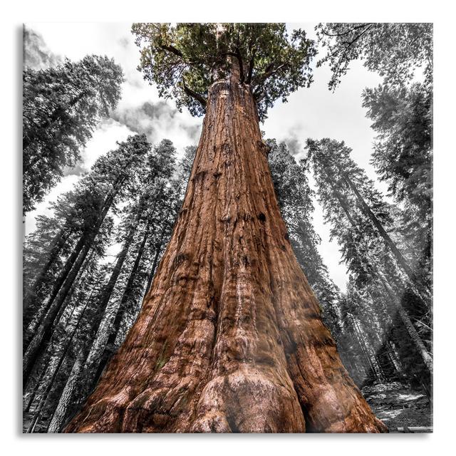 Giant Rainforest Tree - No Frame Print on Glass Union Rustic Size: 60cm H x 60cm W x 0.4cm D on Productcaster.