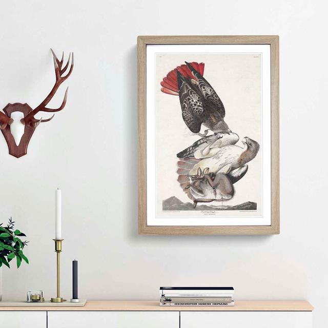 Red-Tailed Hawks by John James Audubon - Picture Frame Painting Print East Urban Home Frame Option: Oak Framed, Size: 48cm H x 36cm W x 2cm D on Productcaster.