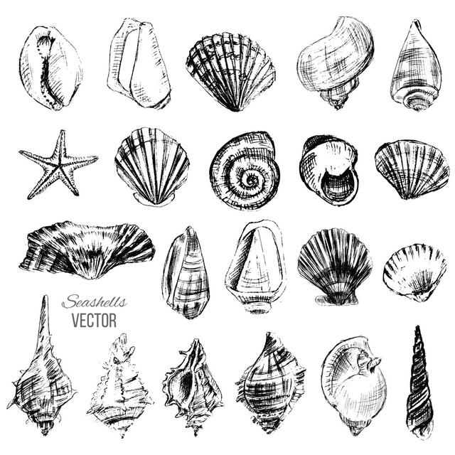 Seashell Sketch Highland Dunes Size: 91cm H x 91cm W x 3.8cm D on Productcaster.