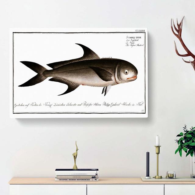 Black Mackerel Fish by M.E. Bloch - Wrapped Canvas Painting Print East Urban Home Size: 50cm H x 76cm W x 3cm D on Productcaster.