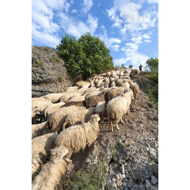 Sheep by Ddsign Stock - Wrapped Canvas Print Brambly Cottage Size: 91cm H x 61cm W x 3.8cm D on Productcaster.