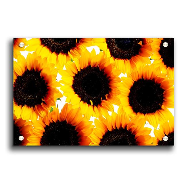 Sunflower Galore Flowers - Unframed Photograph Print on Acrylic East Urban Home Size: 42cm H x 59.4cm W on Productcaster.