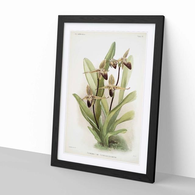 Magnolia Flowers Illustration Tab.61 by Frederick Sander - Picture Frame Art Print East Urban Home Size: 76cm H x 50cm W x 2cm D, Frame Option: Black on Productcaster.