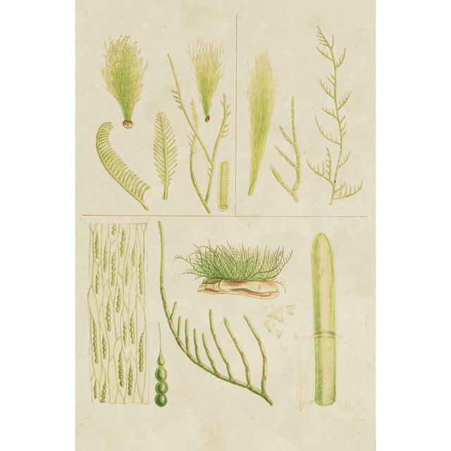 Vintage Sea Grass VI - Wrapped Canvas Graphic Art Highland Dunes Size: 91cm H x 61cm W x 3.8cm D on Productcaster.